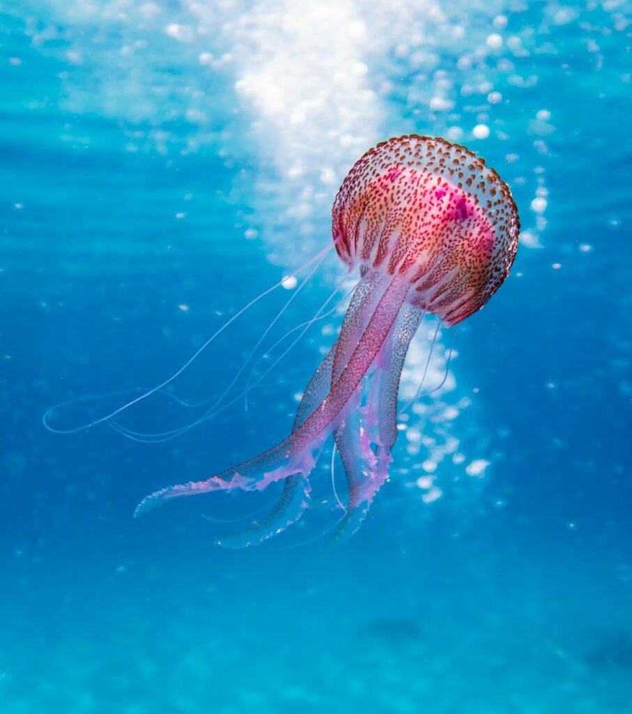 shallow focus photo of pink and brown jellyfish